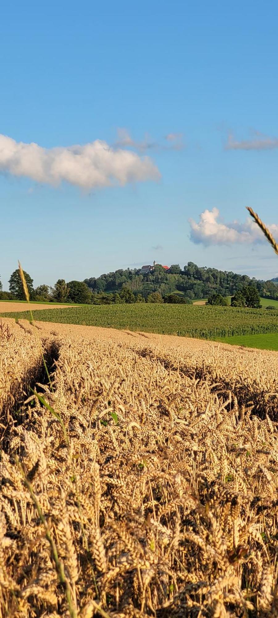 Ferienwohnung Bayerwaldblick Jandelsbrunn Eksteriør billede